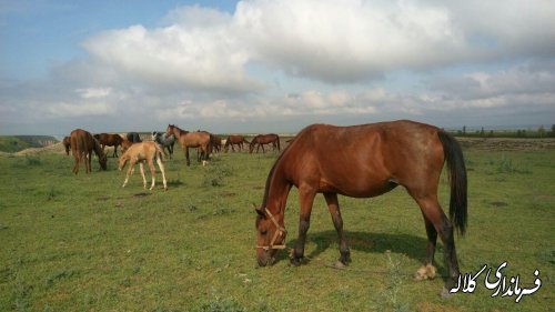 یازدهمین جشنواره ملی زیبایی اسب اصیل ترکمن در کلاله برگزار می شود
