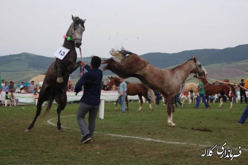 یازدهمین جشنواره ملی زیبایی اسب اصیل ترکمن در کلاله برگزار شد