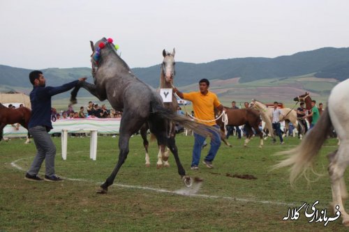 یازدهمین جشنواره ملی زیبایی اسب اصیل ترکمن در کلاله برگزار شد