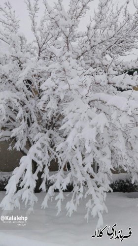 گزارش تصویری بارش برف در شهرستان کلاله