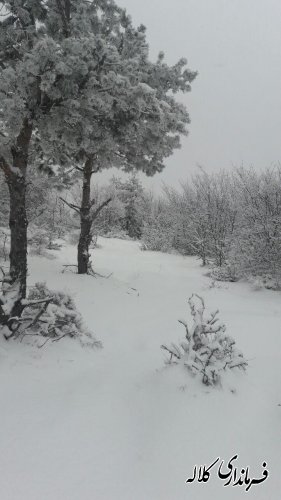 گزارش تصویری بارش برف در شهرستان کلاله
