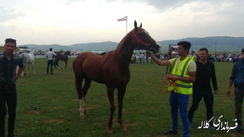  دوازدهمین جشنواره ملی زیبایی اسب اصیل ترکمن در کلاله برگزار شد 
