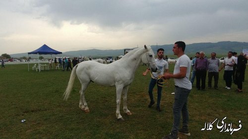  دوازدهمین جشنواره ملی زیبایی اسب اصیل ترکمن در کلاله برگزار شد 