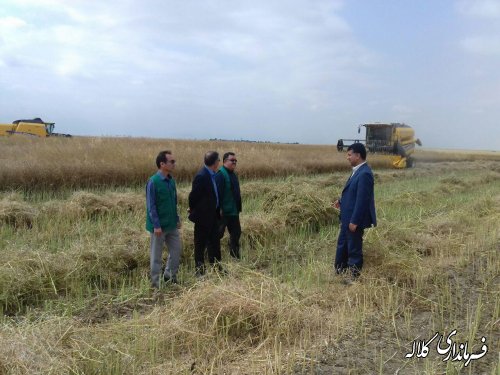 بازدید بخشدار مرکزی ومدیر جهاد کشاورزی شهرستان از برداشت کلزاء در اراضی بخش مرکزی