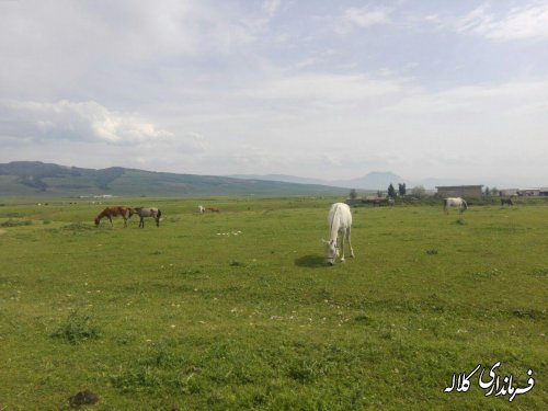 چهاردهمین چشنواره ملی اسب اصیل ترکمن با حضور ۱۹۱ راس اسب در روستای صوفیان برگزار می شود