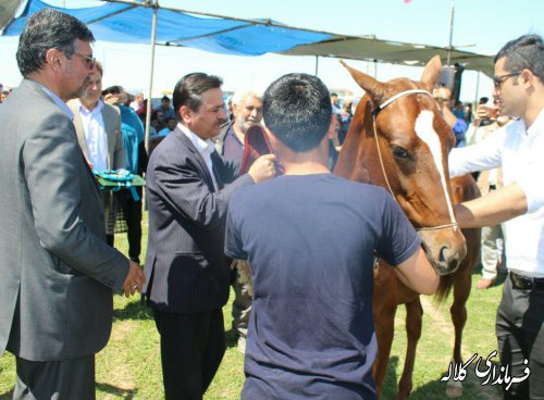 اسب اصیل ترکمن ریشه در تاریخ و فرهنگ منطقه دارد