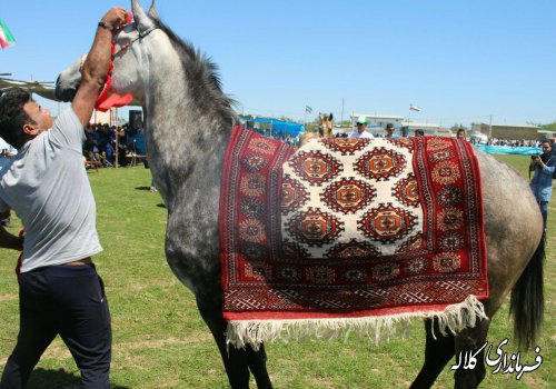 اسب اصیل ترکمن ریشه در تاریخ و فرهنگ منطقه دارد