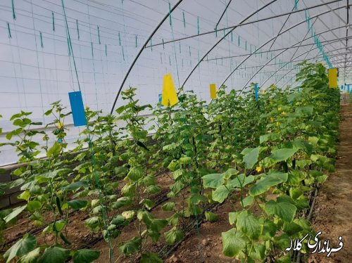 افتتاح گلخانه روستایی در کلاله بمناسبت دهه فجر