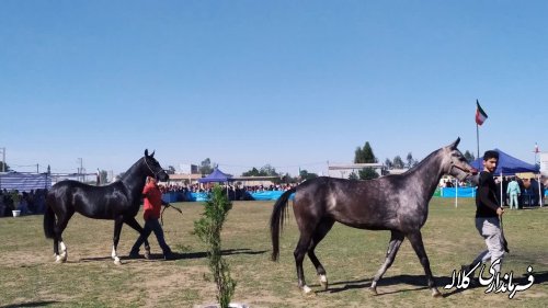 برگزاری جشنواره ملی زیبایی اسب ترکمن فرصتی جهت معرفی ظرفیت های منطقه است