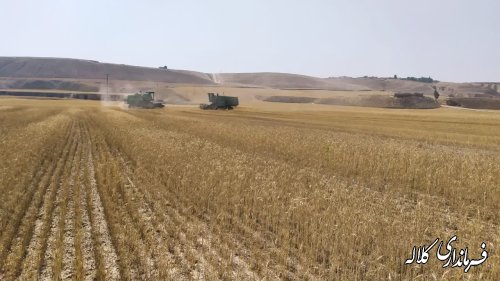 تاکنون ۴ هزار تن گندم از کشاورزان توسط مراکز خرید گندم کلاله خریداری شده است